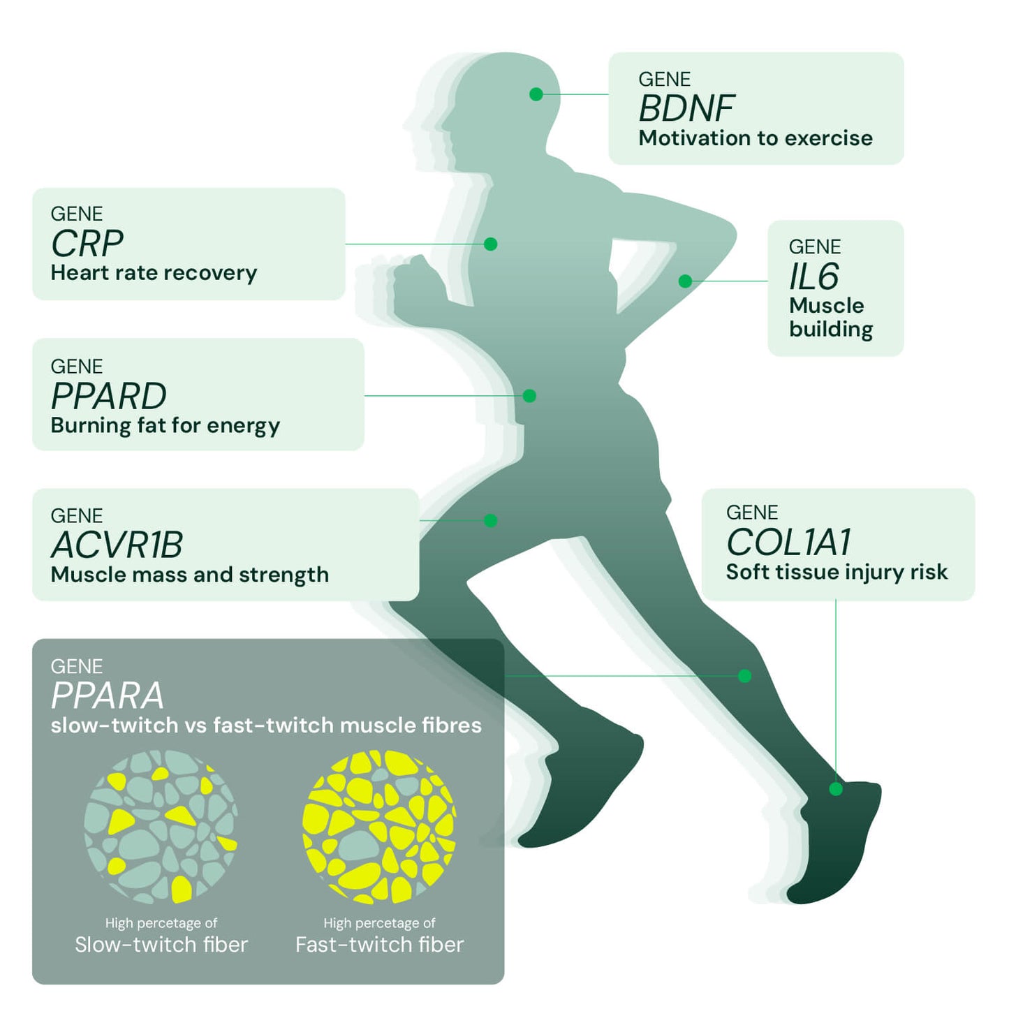 DNA Fitness Test