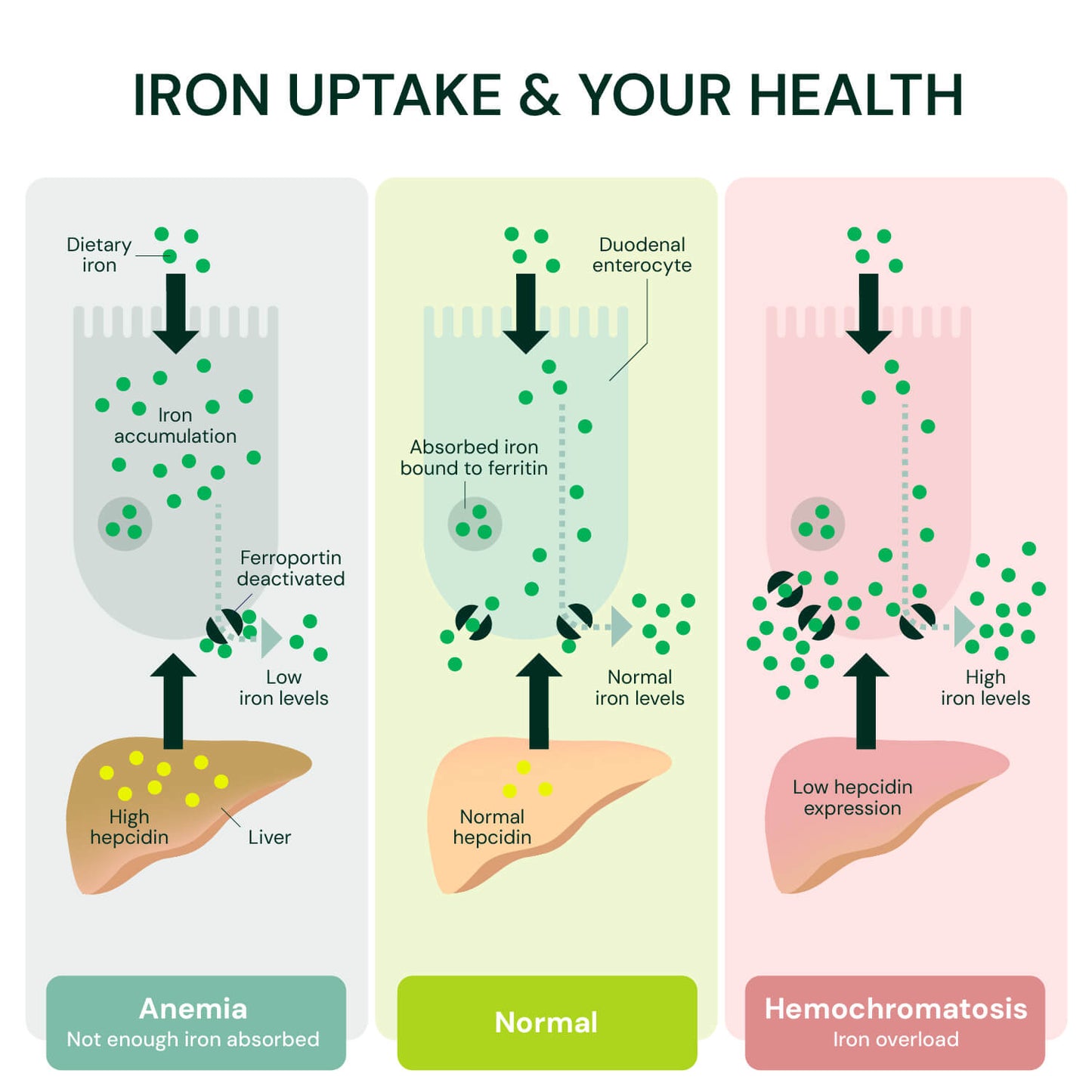 DNA Hemochromatosis Test