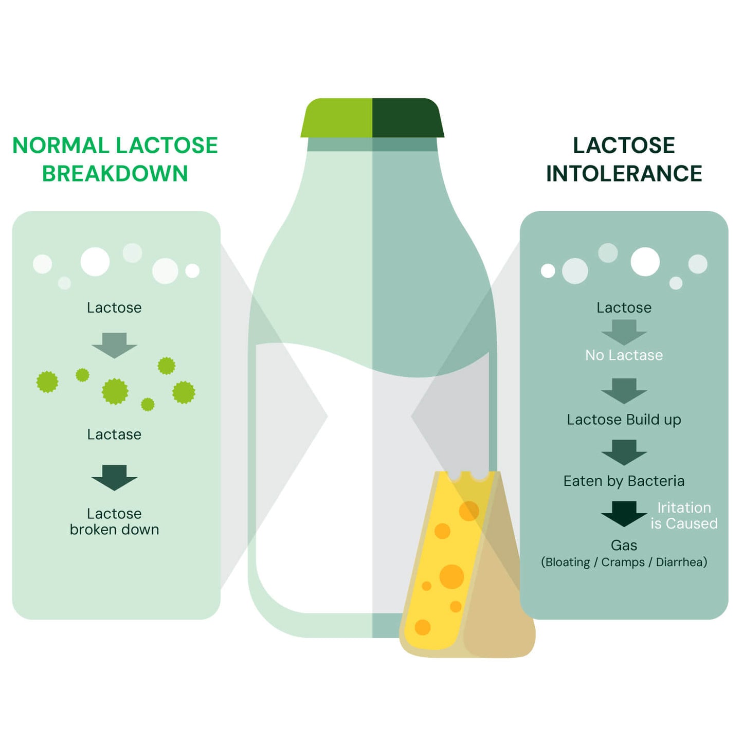 DNA Lactose Intolerance Test